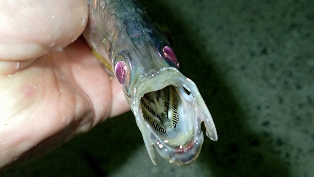 絶品!だけど食べにくい!有明海の珍魚「ヒラ」