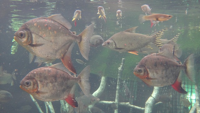 この夏、栃木がアマゾン