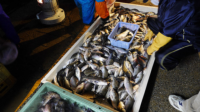 全国的にも珍しい幻のような鮒を売る市に行く