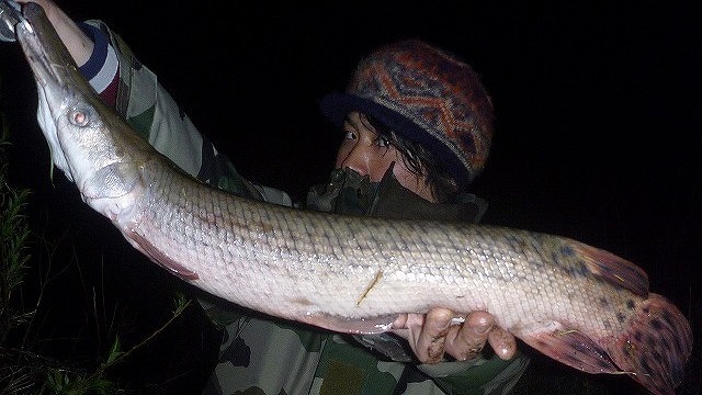 横浜でアリゲーターガーを釣って食べた (あとカミツキガメも)