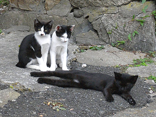 猫が神様の島