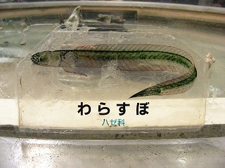 有明海のエイリアン「ワラスボ」を食べる